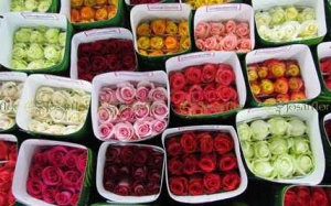 packges with fresh cut roses