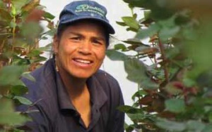 picture of a worker at a rose farm