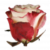 Sweetness®