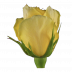 Golda®