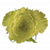 Limonada®