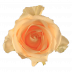 Peach Avalanche®