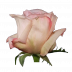 Pink O` Hara®