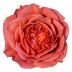 Coral X-Pression®