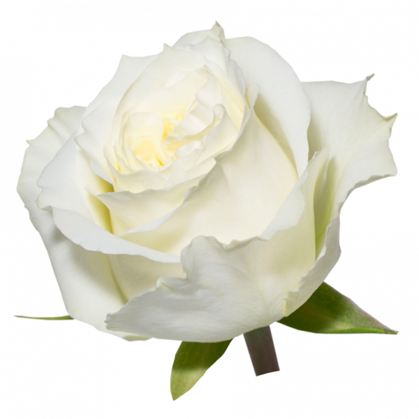 Mayra´s Rose ® White