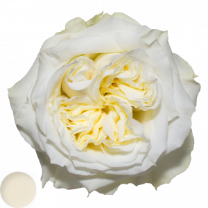 Mayra´s Rose ® White