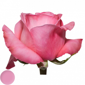 Pink X-Pression®