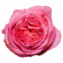 Pink X-Pression®