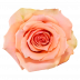 Lolita ®