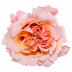 Mayra´s Rose ® Peach