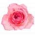 Mayra´s Rose ® Pink