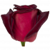 Black baccara ®