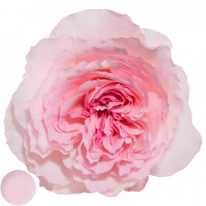 Mayra´s Rose Pink®