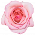 Rocio®