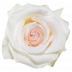 Bridal Akito®