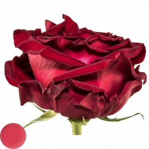 Mayra´s Rose ® Red