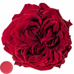 Mayra´s Rose ® Red