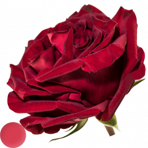 Mayra´s Rose ® Red