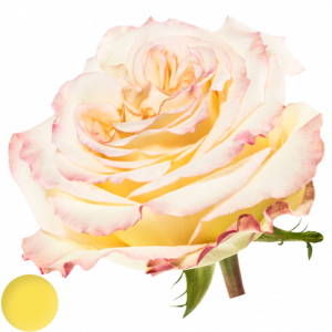 Mayra´s Rose® Yellow