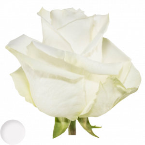 Miss White®