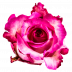 Juanita®
