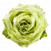 Lemon Pie®