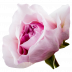 Rosalind®
