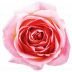 Campanella Pink®