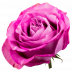 Queen´s Crown®