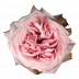 O` Hara®