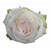 White O´Hara®