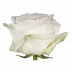 White O´Hara®