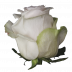 Garden Spirit®